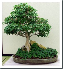 .baum