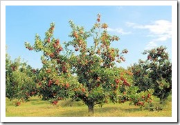 apfelbaum
