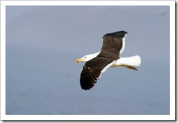 fly