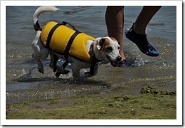 frau-ertrunken-hund-lebt