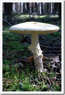 pilz