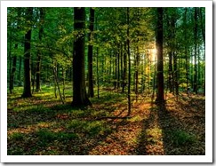 wald