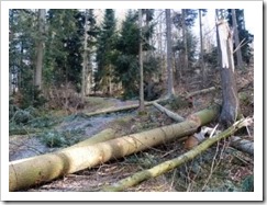 waldarbeiter-baum-faellen